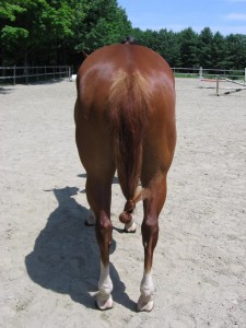 Lilly_back_legs_2 Lilly_back_legs_2