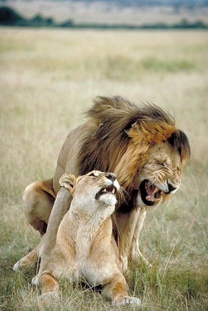 lions
